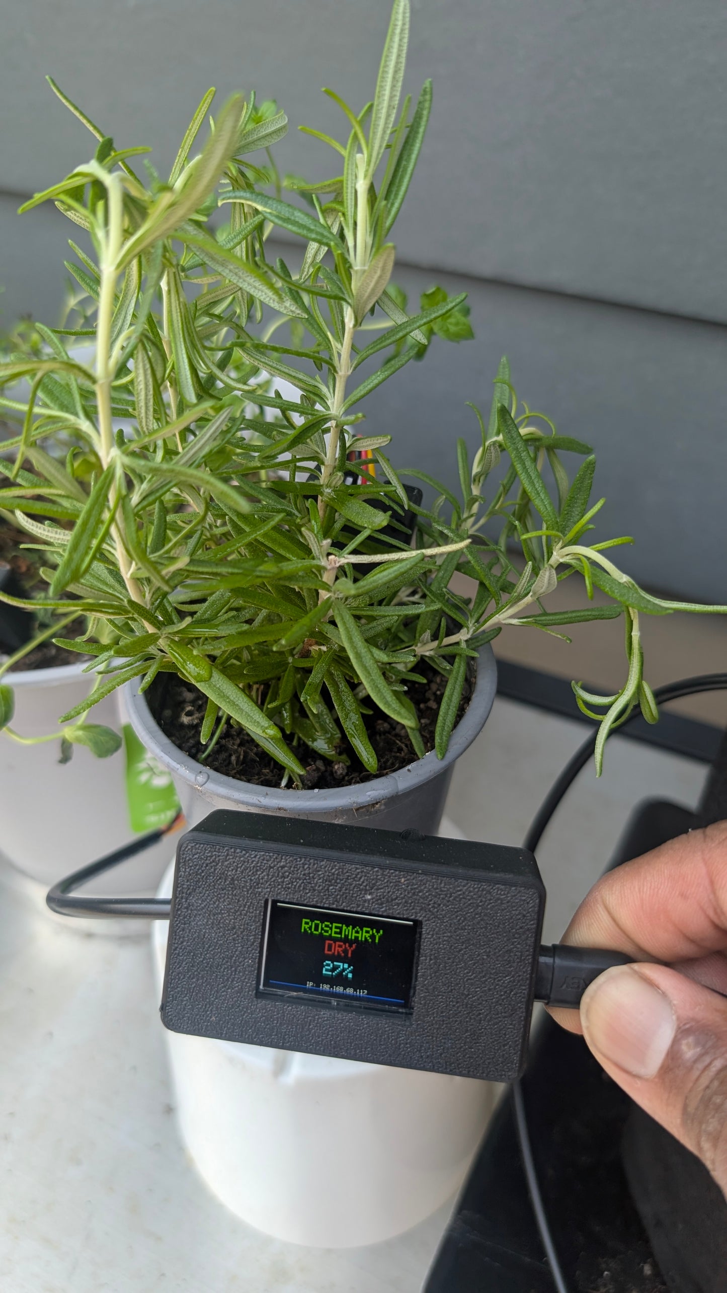 Signature — Custom Figment